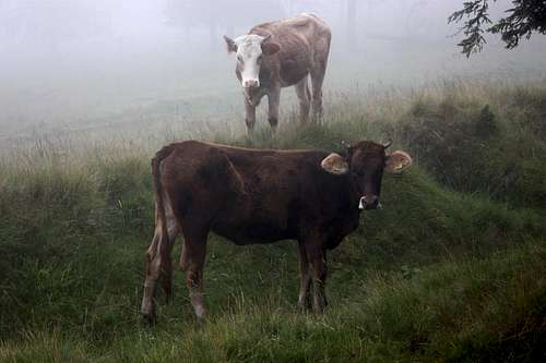 In mist under Nichitas