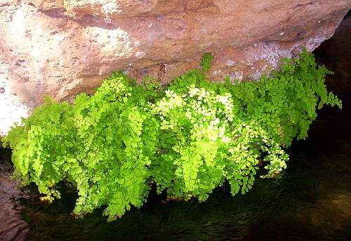 <i>Hanging Maidenhair</i>