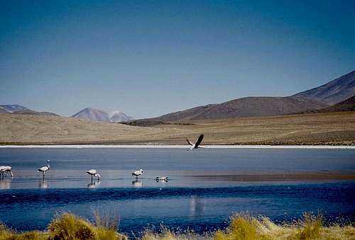 Flamingos on a Bolivian lagoon