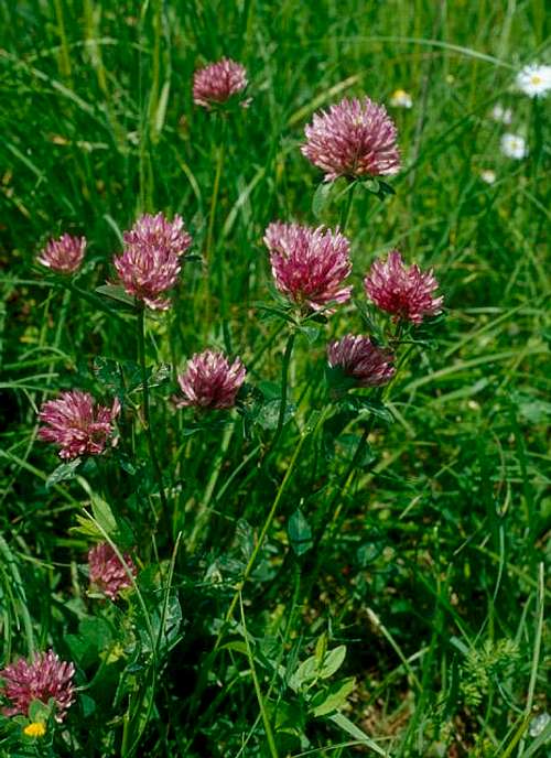 Burgundian flower