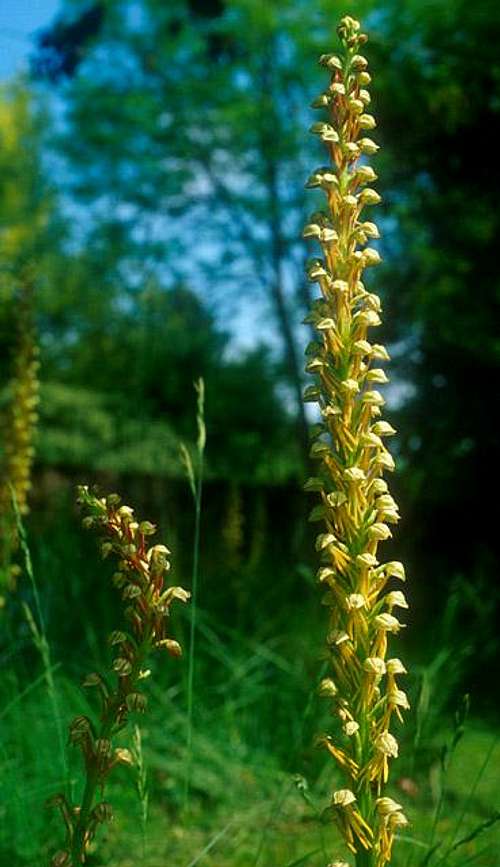 Burgundian flower