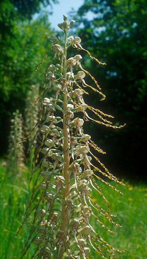 Burgundian orchis