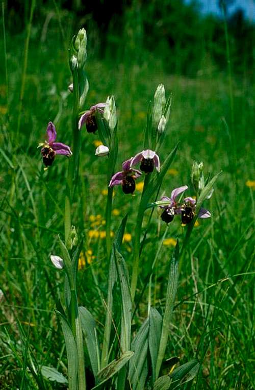 Burgundian orchis