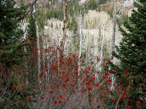 Red Berries on Red Pine Trail