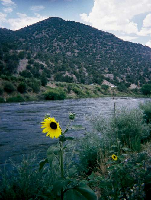 Sunflower Along the Colorado River