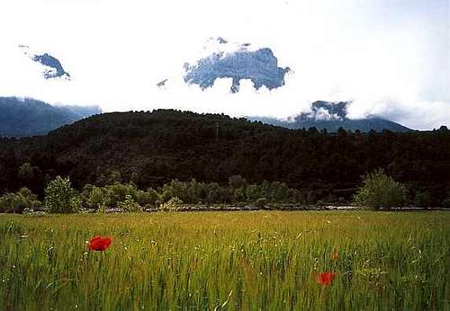 Poppies in the Pyrenees