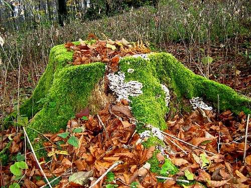 Autumn Decoration of Stump