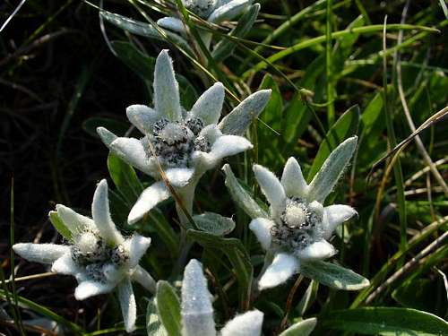 Edelweiss (Leontopodium Alpinum) 