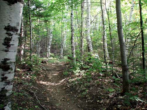 Birch trail