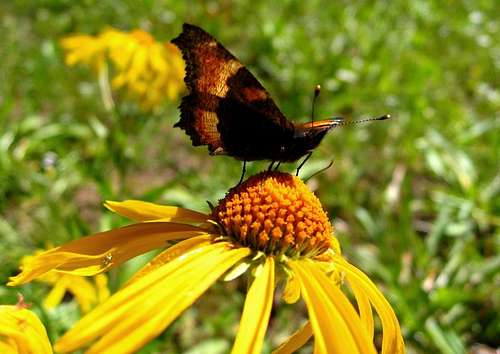 Butterfly and Sunflower