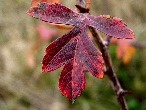 Leaf of Common Hawthorn in autumn colors