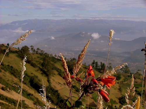 Imbabura's vegetation.