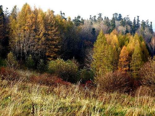 Autumn Scenery on Mount Mogila