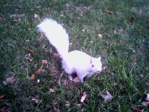 Great White (Squirrel)