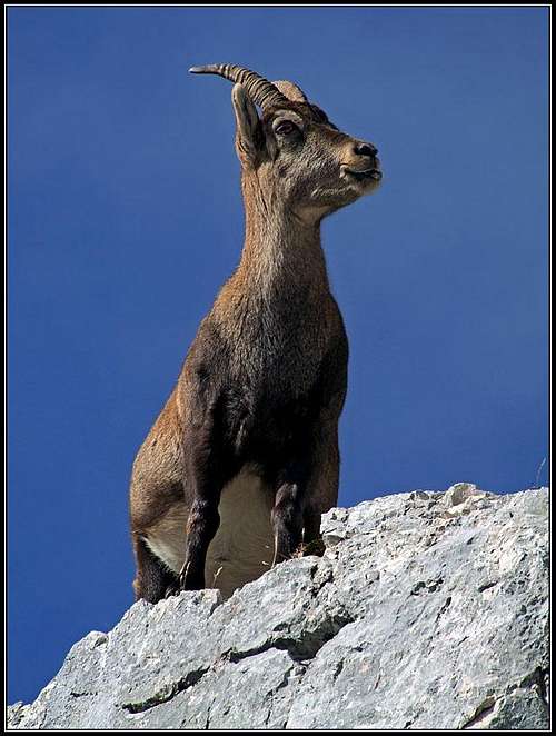 Ibex