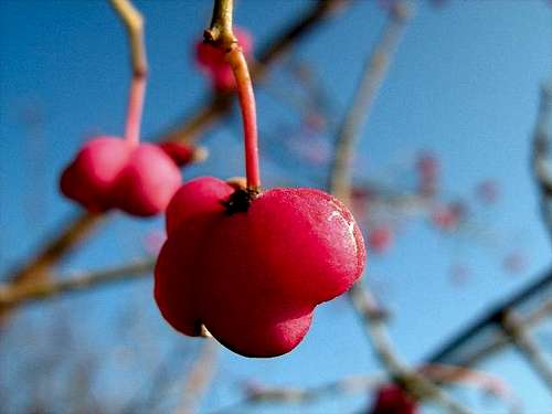 Fruit of European Spindle