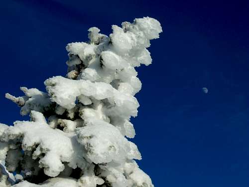 Rime Ice and Moon
