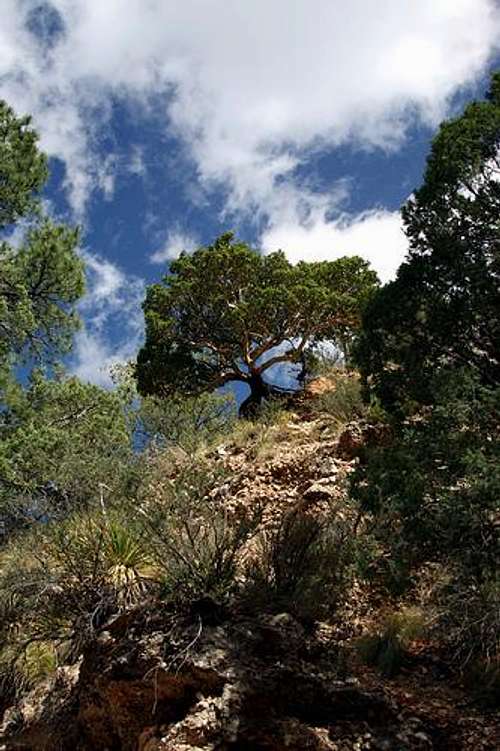 Pine Spring Canyon Tree