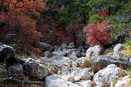 Fall Colors in Pine Spring Canyon