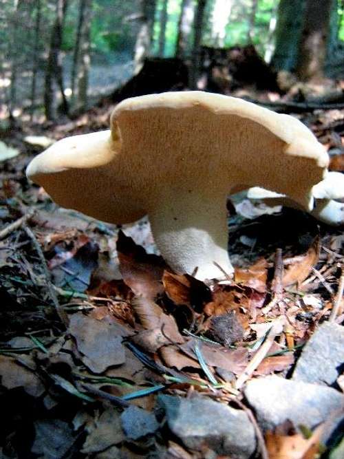 Hedgehog mushroom
