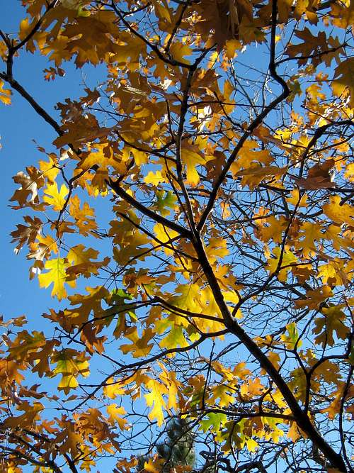 Sunlit Oak Leaves