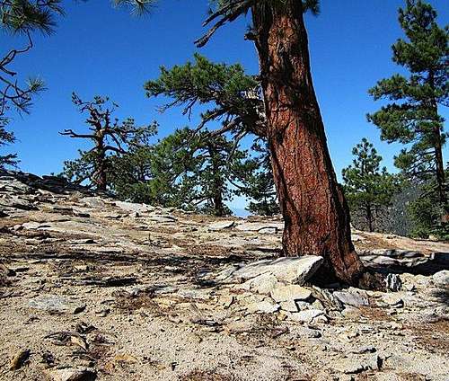 Pine Bursts Through Granite, Slowly