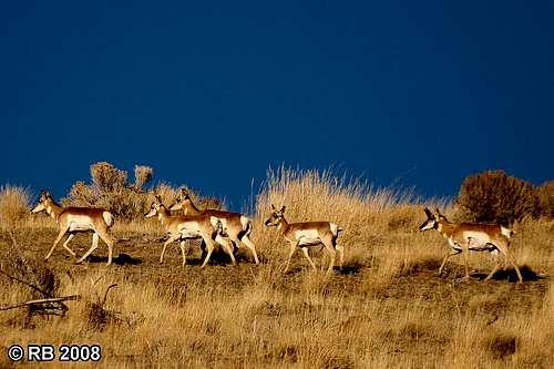 Antelope in the Piñon Range