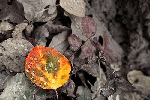 One Leaf Many Colors