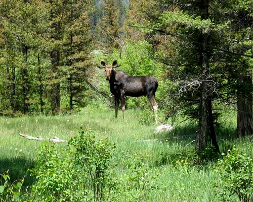 Moose near Wildhorse Creek