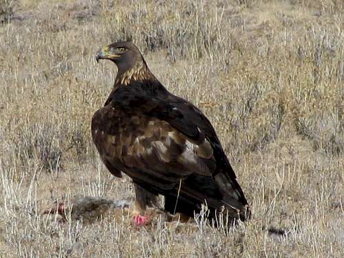 Golden Eagle with lunch - Taryall Creek, South Park, Colorado