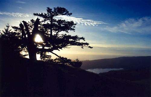 Monterey pine sunset, Bolinas Ridge