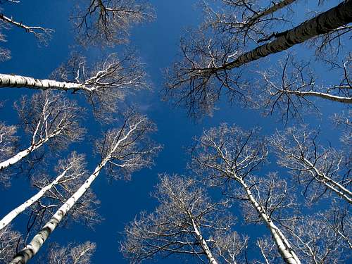 Aspen forest in winter - Mc Curdy Trail
