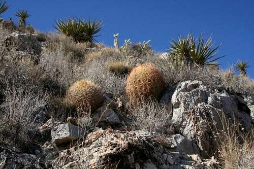 Mojave cacti
