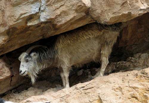  A goat