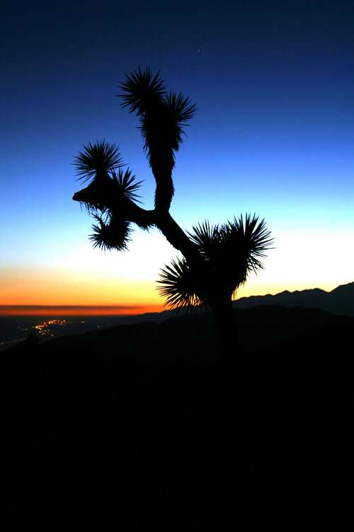 A Joshua Tree at Sunset