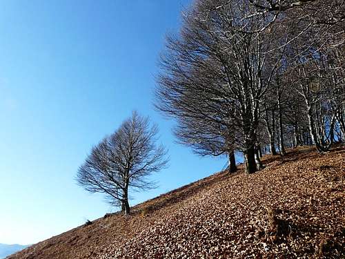 Beech trees on the way to Mount Faie'