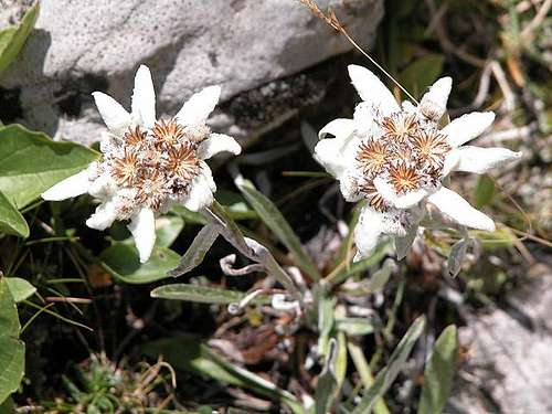 Edelweiss to the side of...
