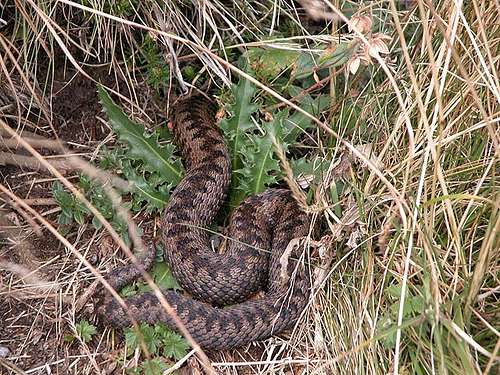 Adder along the way (but...