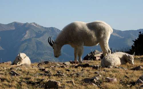 Mountain Goats on Timpanogos