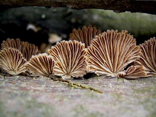 Split Gill Fungus