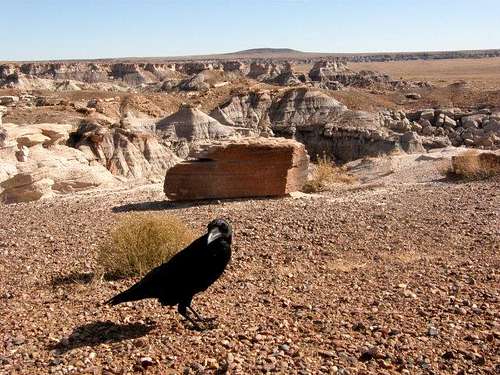 Raven at Petrified Forest