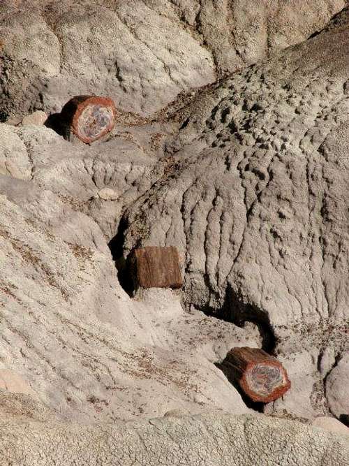 Petrified Forest Rounds