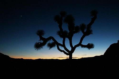 Joshua Tree at twilight