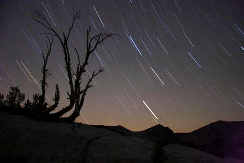 Star trails behind a snag on the John Muir Trail in the Sierras.