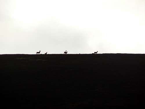 A gathering of deer on the Sow of Atholl