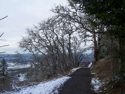 Oak tree along the summit trail