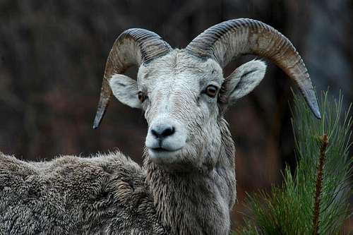  Big Horn Sheep