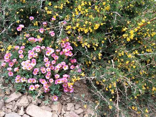 Andes Flowers