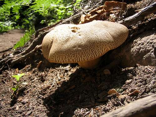 King sized Mushroom