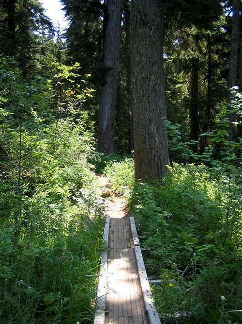 Path through the Ferns